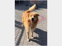 5404807 in regalo CANE