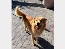 5404808 in regalo CANE