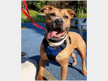5404973 in regalo CANE