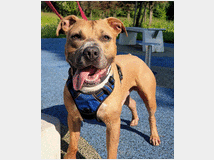 5404974 in regalo CANE