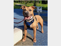 5404975 in regalo CANE