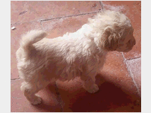 5404998 Barboncini nani simil