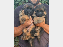 5405396 Cuccioli pastore tedesco