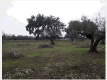 5405568 terreno edificabile mq3635