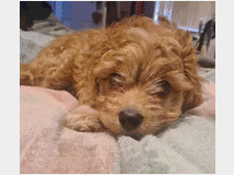 5405652 Cuccioli di Cavapoo