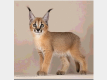 5405676 gattino caracal disponibile