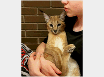 5405677 gattino caracal disponibile