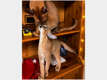 5405678 gattino caracal disponibile