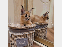 5405679 gattino caracal disponibile