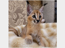 5405680 gattino caracal disponibile