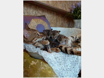 5405712 Bengala gatto 