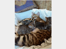 5405713 Bengala gatto 