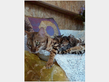 5405714 Bengala gatto 
