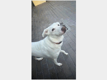In regalo cagnolina meticcia