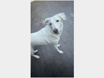 5405883 in regalo CAGNOLINA
