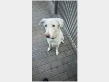 5405884 in regalo CAGNOLINA