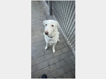 5405885 in regalo CAGNOLINA