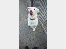 5405886 in regalo CAGNOLINA