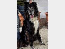 5405960 in regalo CANE