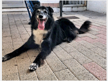 5405962 in regalo CANE