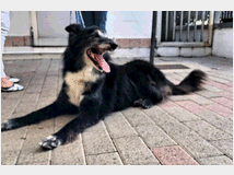 5405963 in regalo CANE