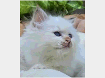 5406077 Cuccioli gatto Sacro