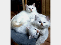5406078 Cuccioli gatto Sacro