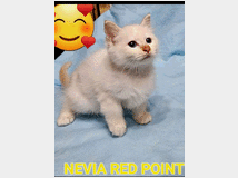 5406079 Cuccioli gatto Sacro