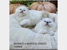 5406115  Gatto Sacro