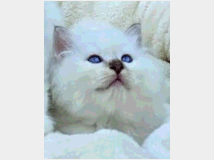 5406116  Gatto Sacro