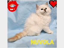 5406117  Gatto Sacro