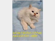 5406118  Gatto Sacro
