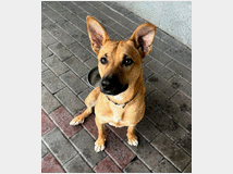 5406156 in regalo CANE