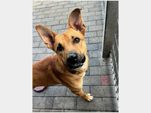 5406157 in regalo CANE