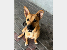 5406158 in regalo CANE