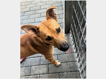 5406159 in regalo CANE