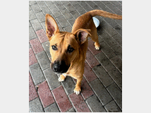 5406160 in regalo CANE