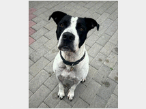 5406162 in regalo CANE