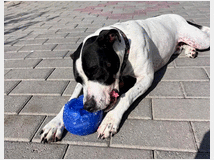 5406163 in regalo CANE