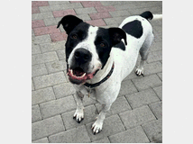 5406164 in regalo CANE