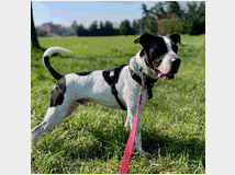 5406165 in regalo CANE