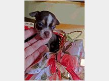5406180 Chihuahua toy maschietto