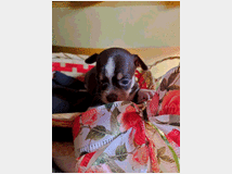 5406181 Chihuahua toy maschietto
