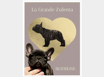 5406473 Cuccioli di bulldog
