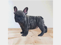 5406474 Cuccioli di bulldog