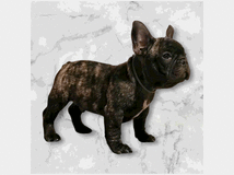 5406476 Cuccioli di bulldog