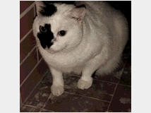 Regalo gatto