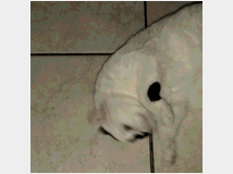 5406500 gatto  
