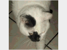 5406501 gatto  