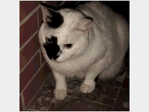 5406502 gatto  